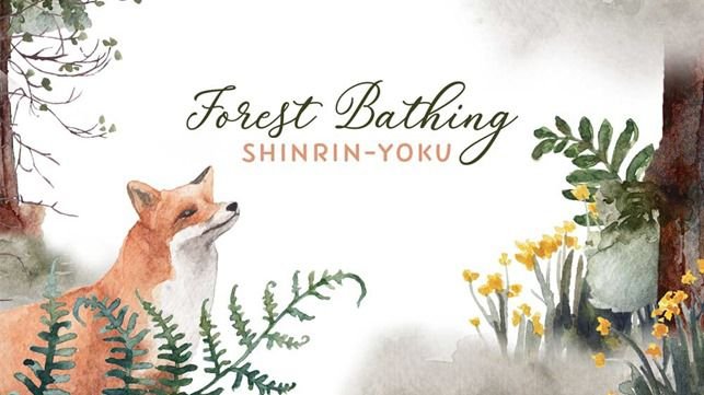 Forest Bathing